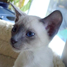 Yazoo 08/11/2003   Foto: Susanne Cramer-Rößner