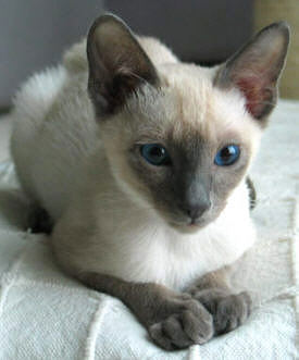 Yazoo 17/11/2003   Foto: Carolin Skirl