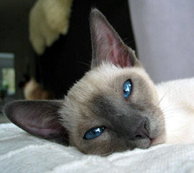 Yazoo 20/11/2003   Foto: Carolin Skirl