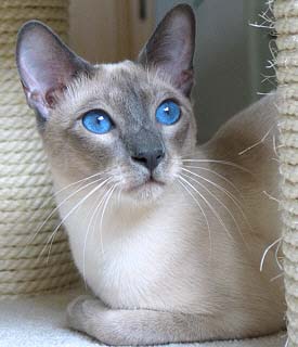 Yazoo 25/07/2003   Foto: Carolin Skirl