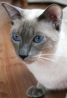 Yazoo 25/07/2003   Foto: Carolin Skirl