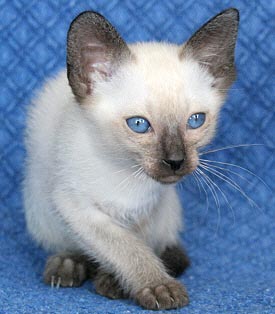 Yumi 10 Wochen   Foto: Carolin Skirl