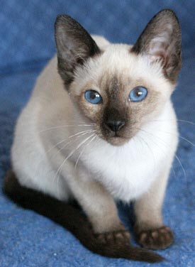 Yumi mit 4 Monate   Foto: Carolin Skirl