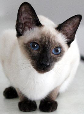 Yumi 6 Monate   Foto: Carolin Skirl