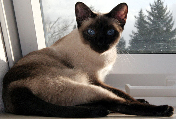 Taiyoukai Chih Yumi Chordeva